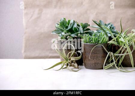 Tillandsia air and different succulent plant in ceramic pots Stock Photo