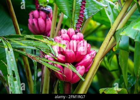 Musa velutina, the hairy or pink banana, is a diploid species of wild banana Stock Photo