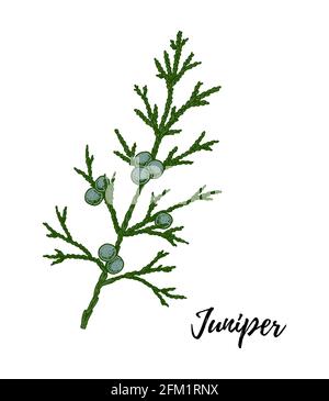 Hand drawn green juniper branch with berries isolated on white background. Vector illustration in sketch style Stock Vector