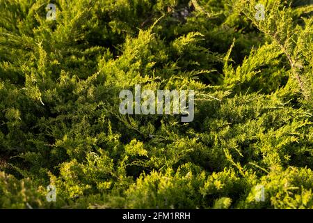 Green hedge of thuja trees. Closeup fresh green branches of thuja trees. Evergreen coniferous Tui tree. Nature, background. Stock Photo