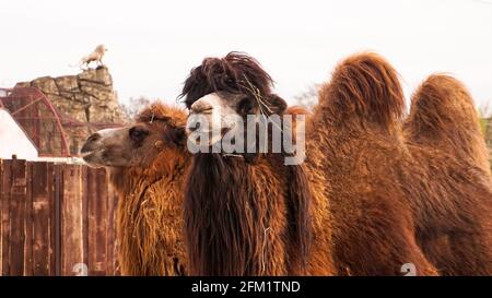 Close up photo of two camels heads. Animals in the zoo. Camels in a zoo cage Stock Photo