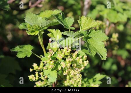Pollinated Flowers Turning into Fruit on a Red Currant Bush Stock Photo