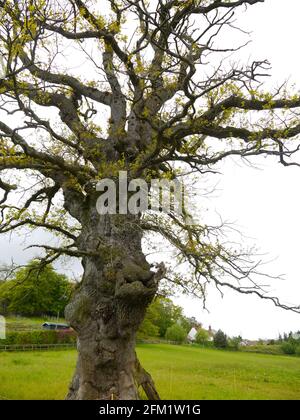 an old and large twisted oak tree coming into leaf in the spring Stock Photo