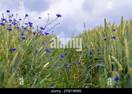 Kornfeld mit blauen Kornblumen Stock Photo