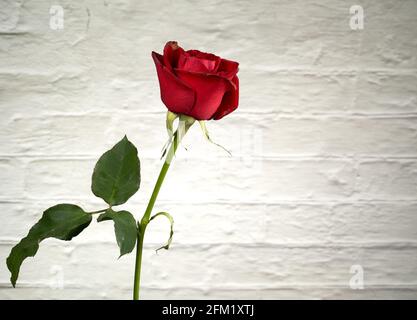 Picture of red rose with leaves and branch on a bright brick background. Stock Photo