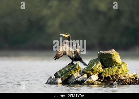 Cormorant standing on island of stones in middle of lake drying wings out in warm golden sunshine light. Stock Photo
