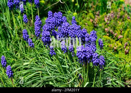 Purple blooming flower Mouse hyacinth in the garden. Spring season Stock Photo