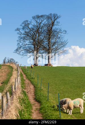 View of a footpath through a meadow heading past spring lambs towards two trees on the horizon Stock Photo
