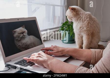 Hands of Senior woman typing on keyboard. She working on laptop at home, using some online services or buying something She Cute beige cat sitting nex Stock Photo
