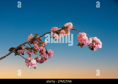 A beautiful cherry blossom branch in Spring against the sunset sky Stock Photo