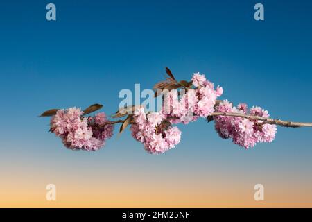 A beautiful Japanses cherry blossom branch in Spring against the sunset sky Stock Photo