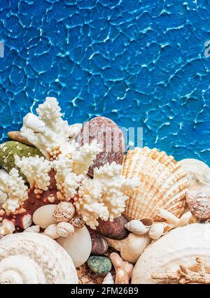 A background with shell sea stern texture Stock Photo - Alamy