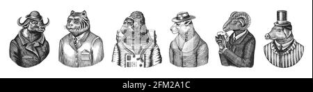 Gorilla monkey astronaut. Sheep drinks beer. Cheetah in coat. Buffalo Bull in hat tiger doctor in a suit. Pig hairdresser or vitorian gentleman Stock Vector