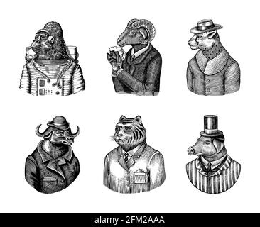 Gorilla monkey astronaut. Sheep drinks beer. Cheetah in coat. Buffalo Bull in hat tiger doctor in a suit. Pig hairdresser or vitorian gentleman Stock Vector