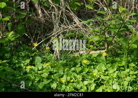 Ficaria verna,  lesser celandine pilewort  yellow flowers in spring forest Stock Photo