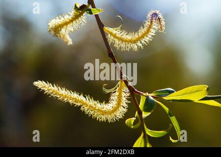 Male inflorescence of willow in back light Stock Photo