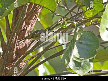 Spot-necked Bulbul (Pycnonotus tympanistrigus) adult perched on stem Kerinci Seblat NP, Sumatra, Indonesia         June Stock Photo