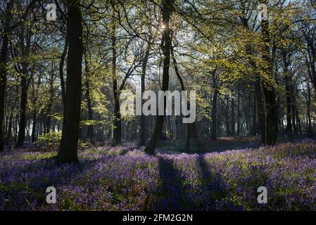 Early morning sunlight falls on a carpet of bluebells on woodland floor in Oxfordshire Stock Photo