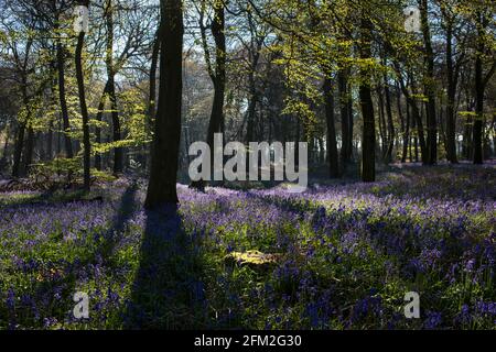 Early morning sunlight falls on a carpet of bluebells on woodland floor in Oxfordshire Stock Photo