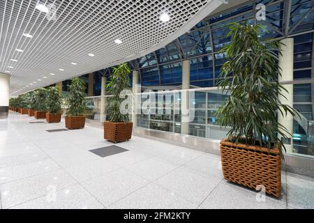 MOSCOW, RUSSIA - MAY 3, 2021: Large green ficus plants in a Domodedovo International Airport Stock Photo