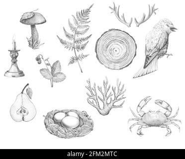 Hand drawn pencil illustration. Objects hand drawn pattern isolated on white. Black and white nature tatoo Stock Photo