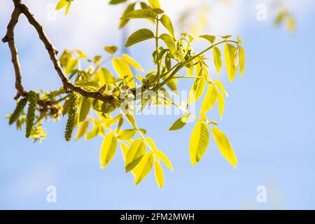 Walnut blooms. Green buds of walnut on tree branch on blurred background. Stock Photo