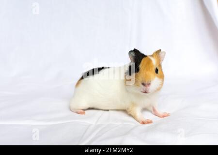 Red-haired with white spots guinea pig on a white wall background. Stock Photo