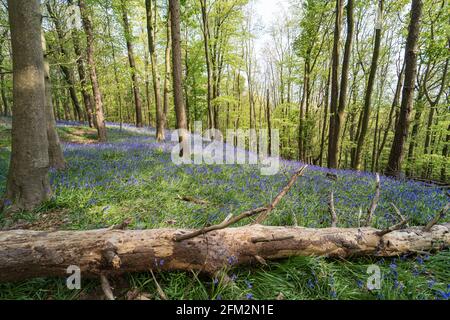 Bluebells and fallen tree in Graig Fawr Woods near Margam Country Park, Port Talbot, South Wales, United Kingdom Stock Photo