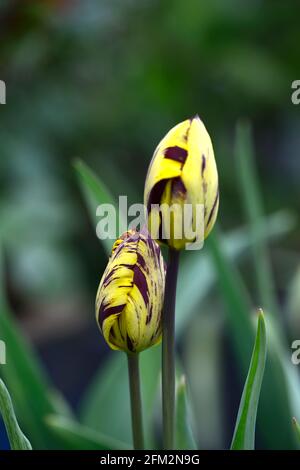 Tulipa Absalon,Tulipa Absalon rembrandt,broken tulip,Tulip Breaking Virus,flamed markings,marked,viral,virus,plant virus,Purple red on yellow backgrou Stock Photo