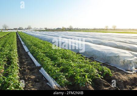 Potato plantation under agricultural fiber and in the open field. Hardening of potato bushes plants in late spring. Create a greenhouse effect for car Stock Photo