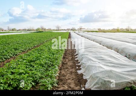 Potato plantation under agricultural fiber and in the open field. Hardening of potato bushes plants in late spring. Create a greenhouse effect for car Stock Photo