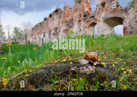 Castle Dobele, Livonian Order medieval castle ruins of Zemgale, in Latvia. Stock Photo