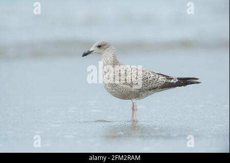 European Herring Gull (Larus argentatus) juvenile at the shoreline on the beach Stock Photo