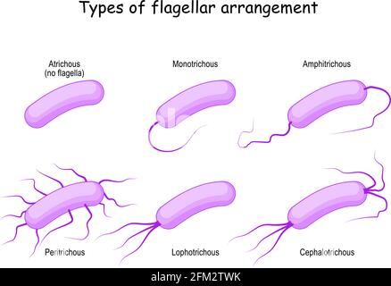 Types of flagellar arrangement for example bacteria: from Atrichous (no flagella) to Monotrichous, Peritrichous, Lophotrichous, Cephalotrichous Stock Vector