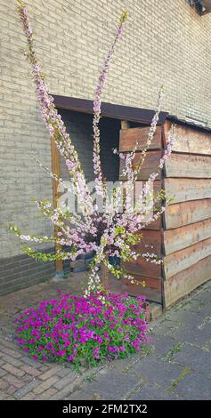 Small decorative Japanese cherry tree (Prunus serrulata) in the front yard Stock Photo
