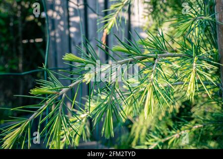 Fresh young shoots of a cedar tree Stock Photo