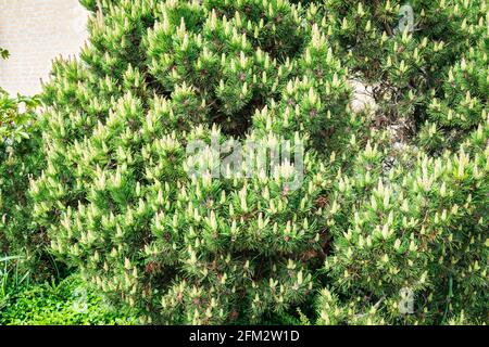 Mountain pine shrub (Pinus mugo) with candle formations in a garden Stock Photo
