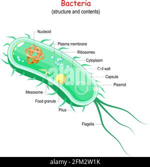 Bakterienzelldiagramm Endotoxine