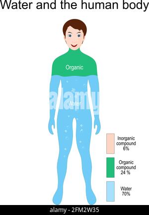 Human Body, Water, Organic and Inorganic Elements. Percentage. Vector illustration for education Stock Vector