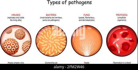 Types of pathogens. viruses, bacteria, fungi, and protozoa. Vector illustration Stock Vector