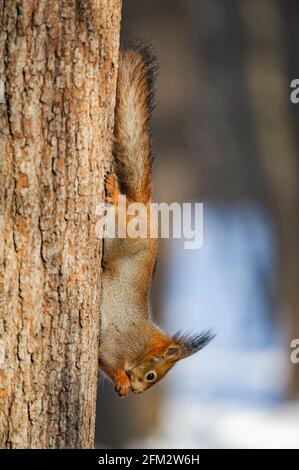 Squirrel chilling on a tree in winter in a sunny day Stock Photo