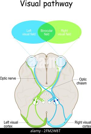 Visual pathway. Human's brain with eyes, optic nerves, and visual cortex. Vector illustration Stock Vector