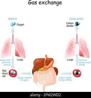 Gas exchange in the human body. Respiration or Breathing. Oxygen transport cycle. Vector illustration Stock Vector