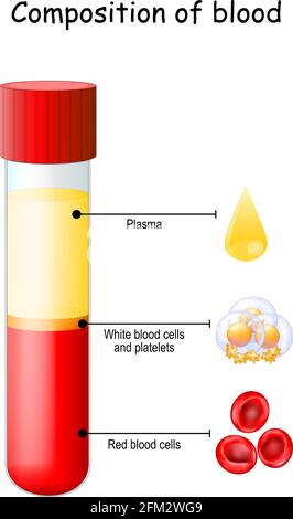 Blood Composition. Test tube, Glassware or flask. Close-up of drop of plasma, platelets, red blood and white blood cells. Vector diagram. Educational