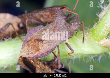 Gonocerus acuteangulatus on Hollyhock plant. It is a herbivorous species of true bug in the family Coreidae. It is commonly known as the box bug. Stock Photo