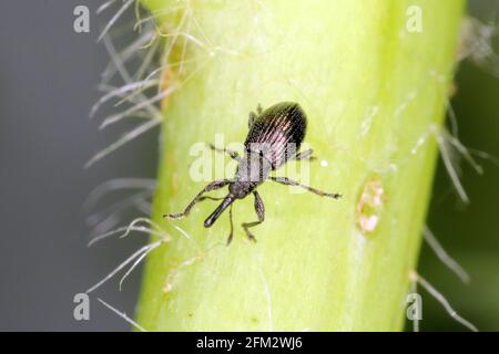 Aspidapion radiolus on hollyhock plant. It is beetle from family Apionidae, pest of hollyhock. Stock Photo