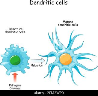 dendritic cell is an antigen-presenting cells. immune system. close-up of process of maturation from Immature to Mature dendritic cells. vector Stock Vector