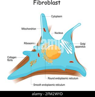 fibroblast anatomy. structure of cell. Diagram with golgi apparatus ...