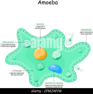 Amoeba anatomy. unicellular animal with pseudopods. Vector illustration for medical, educational and science use Stock Vector