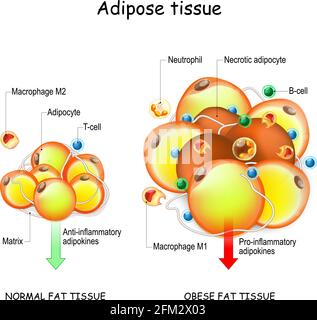 Adipocytes, obesity, and inflammation. normal fat tissue, metabolism, and obese adipose tissue. pathology of obesity. anti- and pro-inflammatory Stock Vector